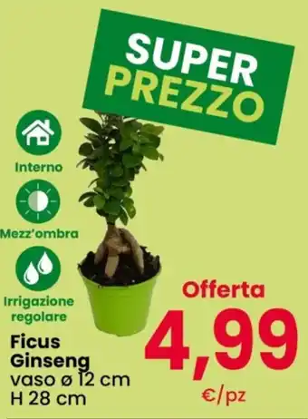 Ficus Ginseng