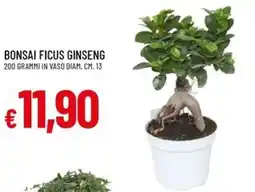 IperFamila Bonsai Ficus Ginseng offerta