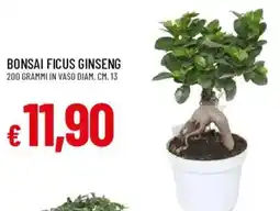 Galassia Bonsai Ficus Ginseng offerta