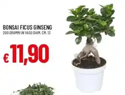 Galassia Bonsai Ficus Ginseng offerta