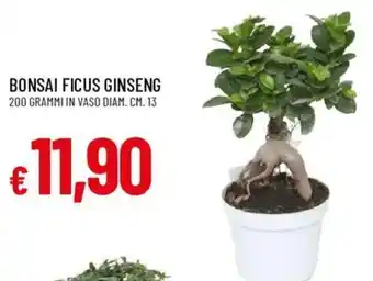 Bonsai Ficus Ginseng