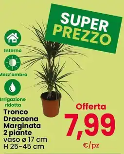 Interspar Tronco Dracaena Marginata offerta