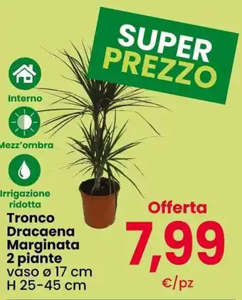 Tronco Dracaena Marginata