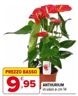 Iperal Anthurium offerta