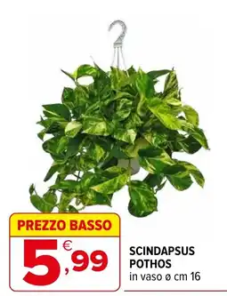 Iperal Scindapsus Pothos offerta