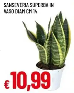 Famila Sanseveria superba offerta