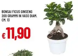 Galassia Bonsai Ficus Ginseng offerta