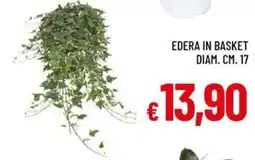 Galassia Edera in basket offerta