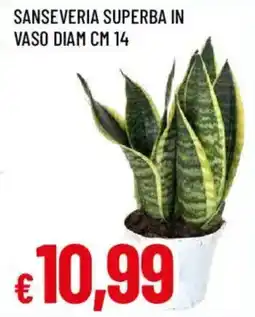 Galassia superstore Sanseveria superba offerta