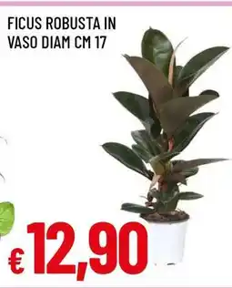 Famila Ficus Robusta offerta