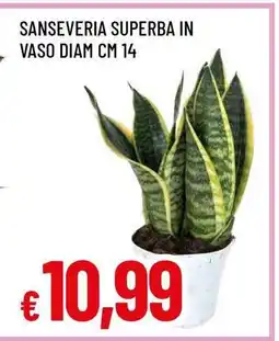 Famila Sanseveria Superba offerta