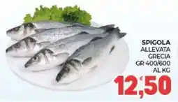 Eté Spigola allevata Grecia offerta