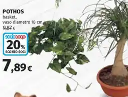 Coop Superstore Pothos offerta