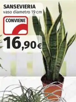 Coop Superstore Sansevieria offerta