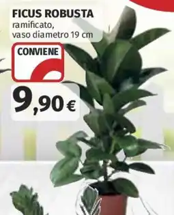 Coop Superstore Ficus Robusta offerta