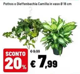 Iper La Grande Pothos o Dieffenbachia Camilla offerta
