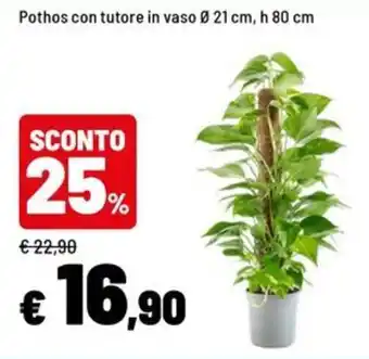 Pothos con tutore