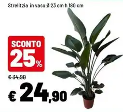 Iper La Grande Strelitzia offerta