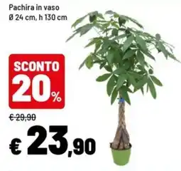 Iper La Grande Pachira in vaso offerta