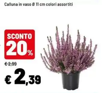 Calluna in vaso