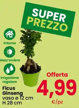Eurospar Ficus Ginseng offerta