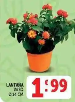 Deco Supermercati Lantana offerta
