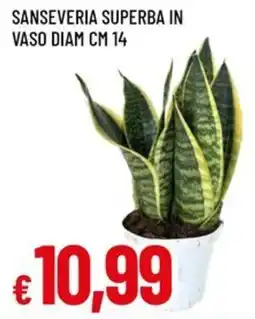 Famila Superstore Sanseveria superba offerta