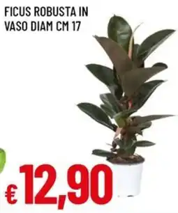 Famila Superstore Ficus robusta offerta