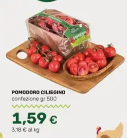 Tigre Pomodoro ciliegino offerta