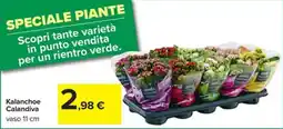Carrefour Iper Kalanchoe Calandiva offerta