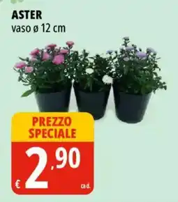 Tigros Aster offerta
