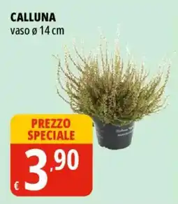 Tigros Calluna offerta