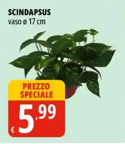 Tigros Scindapsus offerta