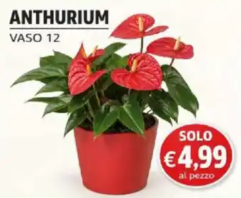 Anthurium