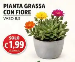 Coal City Pianta grassa con fiore offerta