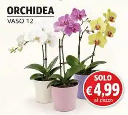 Coal City Orchidea offerta