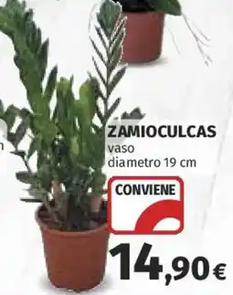 Coop Superstore Zamioculcas offerta
