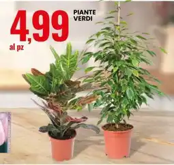 Eurospin Piante verdi offerta
