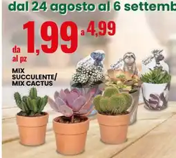 Eurospin MIX SUCCULENTE/MIX CACTUS offerta