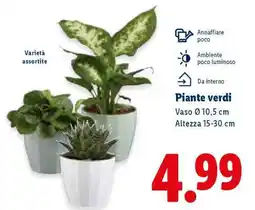Lidl Piante verdi offerta