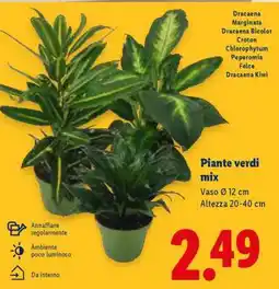 Lidl Piante Verdi Mix offerta
