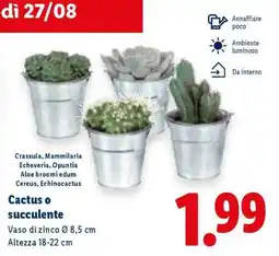 Lidl Cactus o succulente offerta