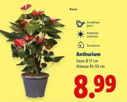 Lidl ANTHURIUM offerta