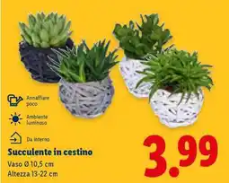 Lidl Succulente in cestino offerta