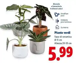 Lidl Piante verdi offerta