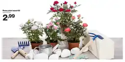 In'S Mercato Rose colori assortiti offerta