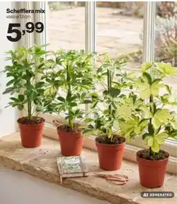 In'S Mercato Schefflera mix offerta