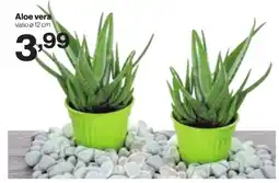In'S Mercato Aloe vera offerta
