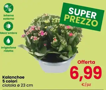 Kalanchoe