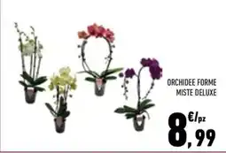Conad City Orchidee forme miste deluxe offerta